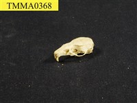 藏品(家鼠屬頭骨)的圖片